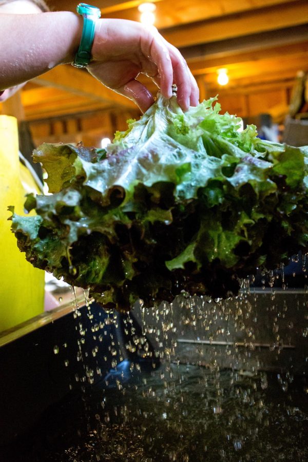 Community Supported Agriculture Tunbridge Hill Farm